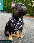 No Pull Dog Harness - Frenchie wearing black adjustable harness with white paint splatter and teal accents - front clip for no pull training - sitting outdoors on asphalt - Wag Trendz