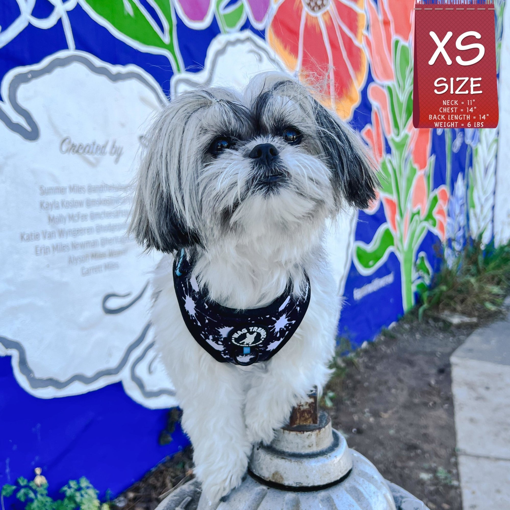 No Pull Dog Harness - Shih Tzu mix wearing black adjustable harness with white paint splatter and teal accents - front clip for no pull training - standing outdoors with graffiti wall in background - Wag Trendz