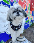 No Pull Dog Harness - Shih Tzu mix wearing black adjustable harness with white paint splatter and teal accents - front clip for no pull training - standing outdoors with graffiti wall in background - Wag Trendz