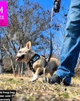 No Pull Dog Harness - French Bulldog wearing black adjustable harness with white paint splatter and teal accents with matching dog leash and poop bag holder attached - front clip for no pull training - walking in the grass beside a human in jeans - Wag Trendz
