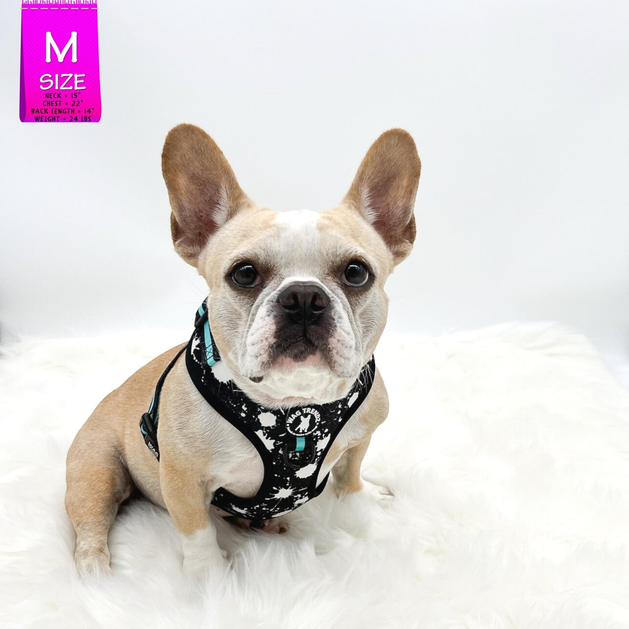 No Pull Dog Harness - French Bulldog wearing black adjustable harness with white paint splatter and teal accents - front clip for no pull training - against a solid white background - Wag Trendz