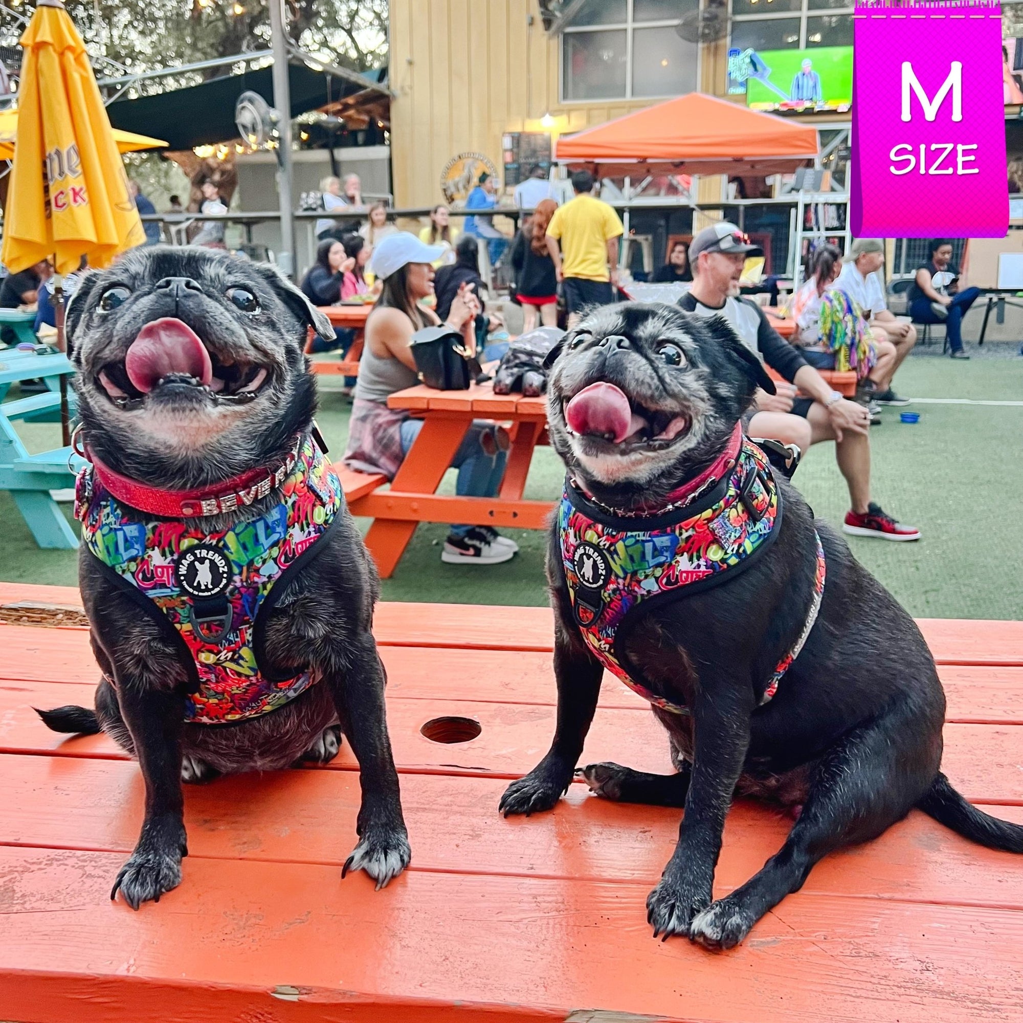 No Pull Dog Harness - Adjustable - Front Clip - worn by two cute black Pugs sitting outside on orange picnic table - multi-colored street graffiti design - Wag Trendz