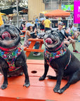 No Pull Dog Harness - Adjustable - Front Clip - worn by two cute black Pugs sitting outside on orange picnic table - multi-colored street graffiti design - Wag Trendz