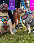 No Pull Dog Harness - Adjustable - Front Clip - worn by two cute French Bulldogs sitting outside - multi-colored street graffiti design - Wag Trendz