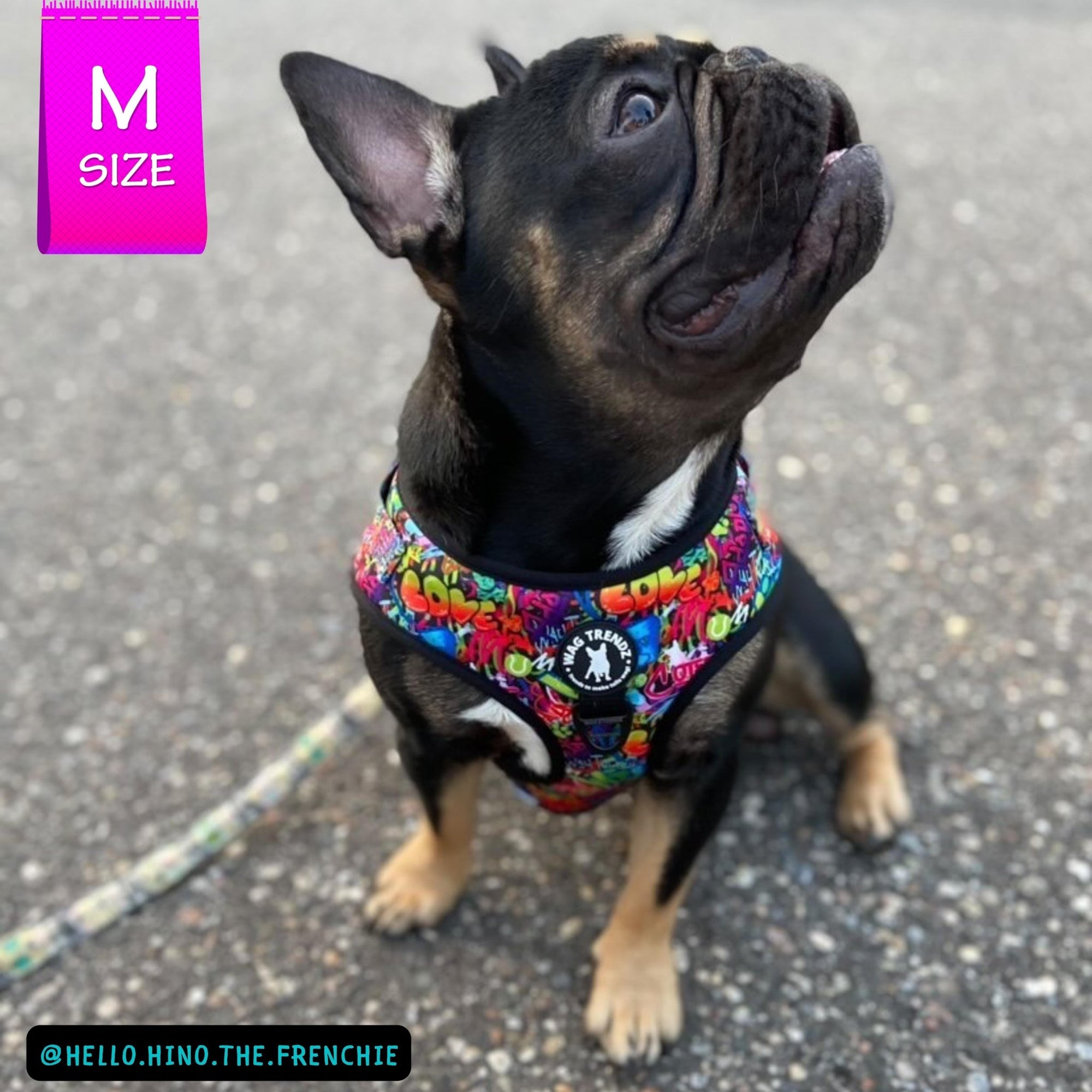 No Pull Dog Harness - Adjustable - Front Clip - worn by cute black French Bulldog sitting outside - multi-colored street graffiti design - Wag Trendz