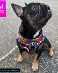 No Pull Dog Harness - Adjustable - Front Clip - worn by cute black French Bulldog sitting outside - multi-colored street graffiti design - Wag Trendz