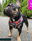 No Pull Dog Harness - Adjustable - Front Clip - worn by cute black French Bulldog standing outside - multi-colored street graffiti design - Wag Trendz