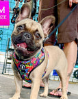 No Pull Dog Harness - Adjustable - Front Clip - worn by cute French Bulldog standing outside - multi-colored street graffiti design - Wag Trendz