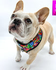 No Pull Dog Harness - Adjustable - Front Clip - worn by cute fawn colored Frenchie Bulldog against solid white background - wearing multi-colored street graffiti design - Wag Trendz