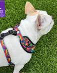 No Pull Dog Harness - Adjustable - Front Clip - worn by cute white Frenchie Bulldog standing in the grass - multi-colored street graffiti design - Wag Trendz