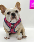 Dog Harness Vest - Adjustable - Fawn French Bulldog wearing Bandana Boujee Hot Pink Dog Harness with Denim Accents - against solid white background - Wag Trendz