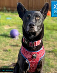 Dog Harness Vest - Adjustable - German Shepherd mix wearing Red Bandana Boujee Harness with Denim Accents - a canine inspired design - against solid white background - Wag Trendz