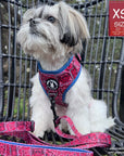 Dog Harness Vest - Adjustable - Shih Tzu wearing Red Bandana Boujee Harness with Denim Accents with matching leash attached - a canine inspired design - sitting outdoors in a black chair  - Wag Trendz