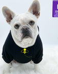 Dog Hoodie - Hoodies For Dogs - French Bulldog wearing "Bee Kind" dog hoodie in black with swarming black and yellow bee on front - against a solid white background - Wag Trendz