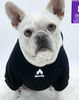 Dog Hoodie - Hoodies For Dogs - French Bulldog wearing "Happy Camper" dog hoodie in black - campfire emoji on front chest - against solid white background - Wag Trendz