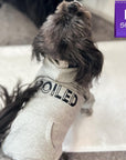 Dog Hoodie - Hoodies For Dogs - Shih Tzu wearing “SPOILED” dog hoodie in gray - backside view with SPOILED in black lettering - standing indoors - Wag Trendz