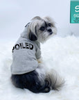 Dog Hoodie - Hoodies For Dogs - Shih Tzu wearing “SPOILED” dog hoodie in gray - backside view with SPOILED in black lettering - against a solid white background - Wag Trendz