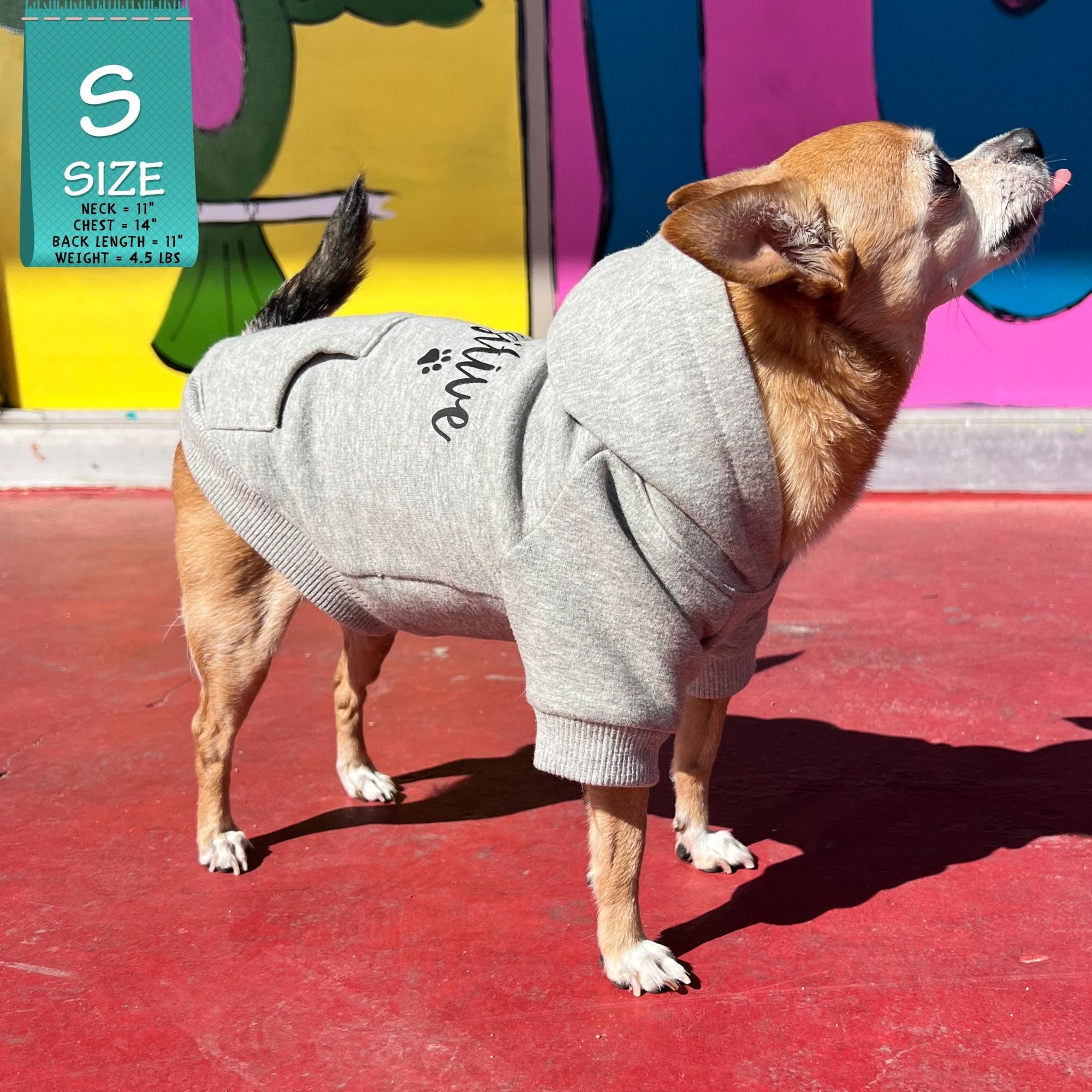 Dog Hoodie - Hoodies For Dogs - Chihuahua wearing &quot;Stay Pawsitive&quot; dog hoodie in gray - front view with paw print - standing outdoors on red concrete with graffiti glass in the background - Wag Trendz