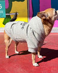 Dog Hoodie - Hoodies For Dogs - Chihuahua wearing "Stay Pawsitive" dog hoodie in gray - front view with paw print - standing outdoors on red concrete with graffiti glass in the background - Wag Trendz