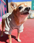 Dog Hoodie - Hoodies For Dogs - Chihuahua wearing "Stay Pawsitive" dog hoodie in gray - front view with paw print - standing outdoors on red concrete with graffiti glass in the background - Wag Trendz