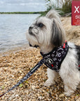 Dog Leash and Harness Set - Small Dog wearing XS Dog Adjustable Harness with black and white XO's and bold red accents with matching leash attached - sitting beside the water outdoors - Wag Trendz