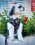 Dog Leash and Harness Set - Shih Tzu mix wearing XS Dog Harness Vest with black and white XO's with bold red accents and matching leash attached - standing outdoors with red and green flowers in front of metal silos - Wag Trendz