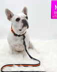 Nylon Dog Leash - French Bulldog wearing black and orange striped collar and leash attached with orange accents against a white background - Wag Trendz