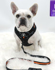 Nylon Dog Leash - French Bulldog wearing black and gray camo harness and leash attached with orange accents against a white background - Wag Trendz