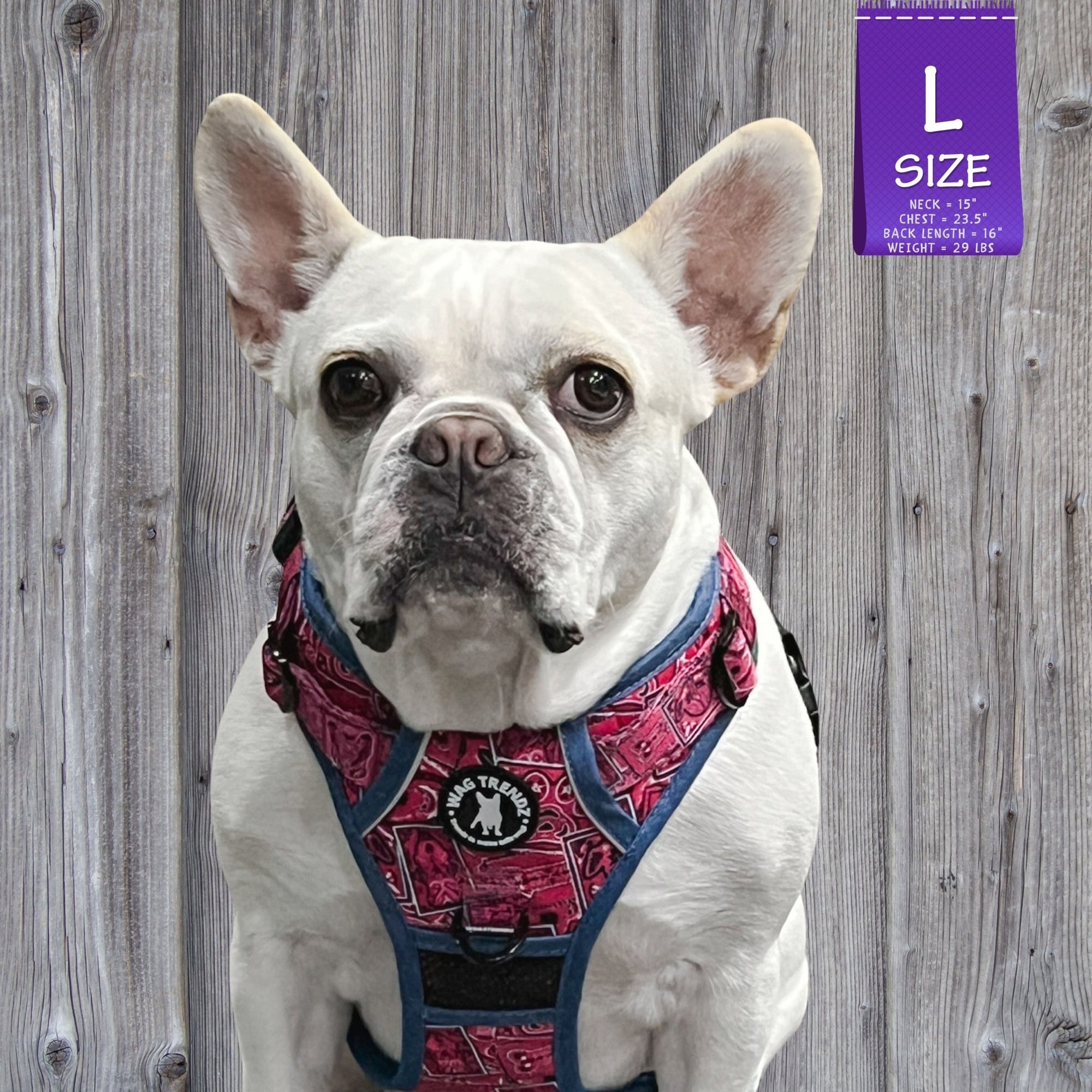 No Pull Dog Harness - with Handle - French Bulldog wearing Bandana Boujee No Pull Dog Harness in Hot Pink with Denim Accents - sitting outdoors with a gray fence in the background - Wag Trendz