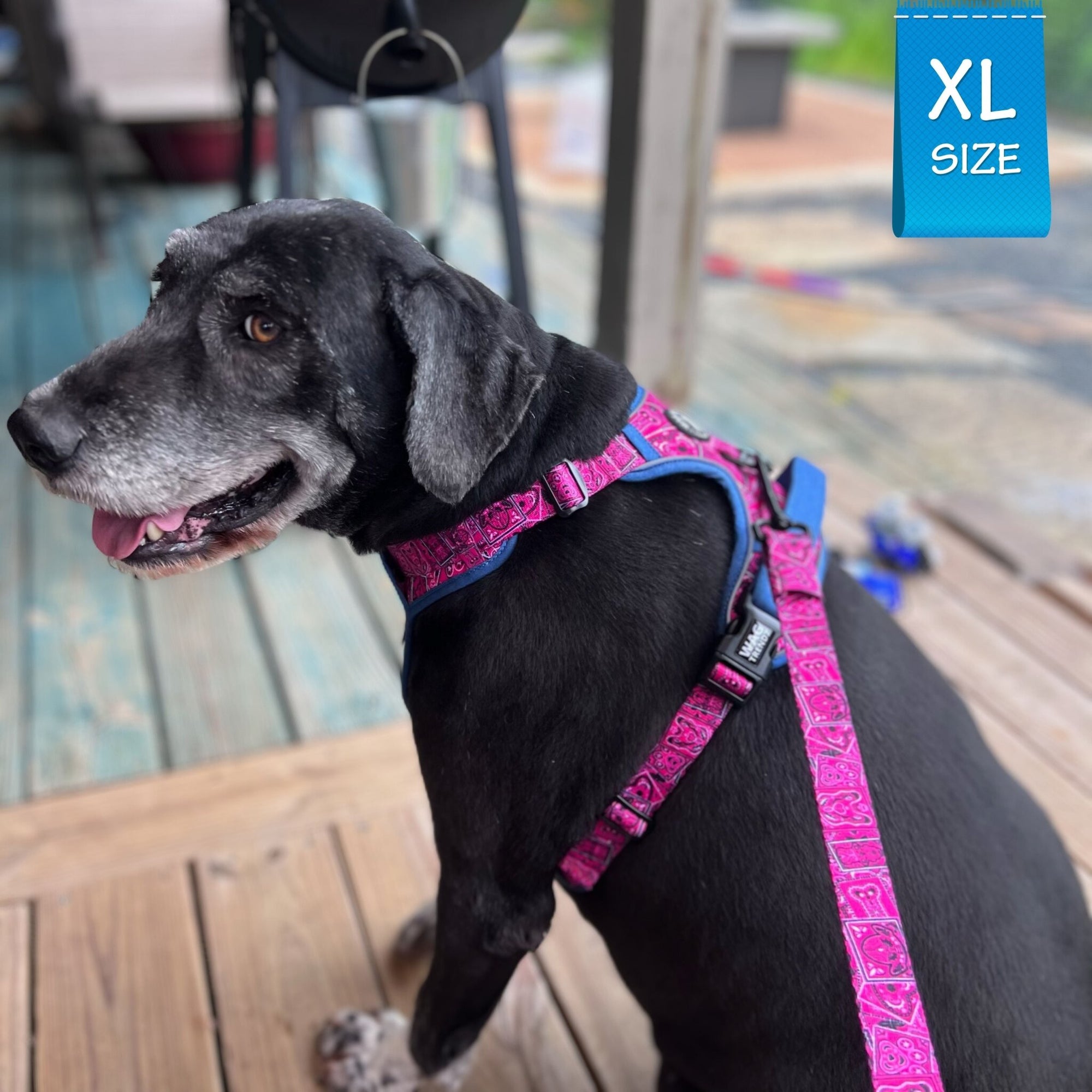 No Pull Dog Harness - with Handle - Labradoodle wearing Bandana Boujee No Pull Dog Harness in Hot Pink with Denim Accents - sitting outdoors on a deck - Wag Trendz