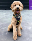 No Pull Dog Harness - with handle - Golden Doodle wearing black and gray camo no pull dog harness with high visibility accents - sitting outdoors on concrete with black door in background - Wag Trendz
