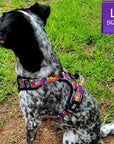 No Pull Dog Harness - with handle - black and white rescue dog wearing the multi colored Street Graffiti no pull dog harness - siting outside facing away from the camera - Wag Trendz