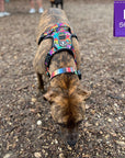 No Pull Dog Harness - with Handle - Black and brown rescue dog wearing multi colored Street Graffiti no pull dog harness - sniffing the ground outdoors - Wag Trendz