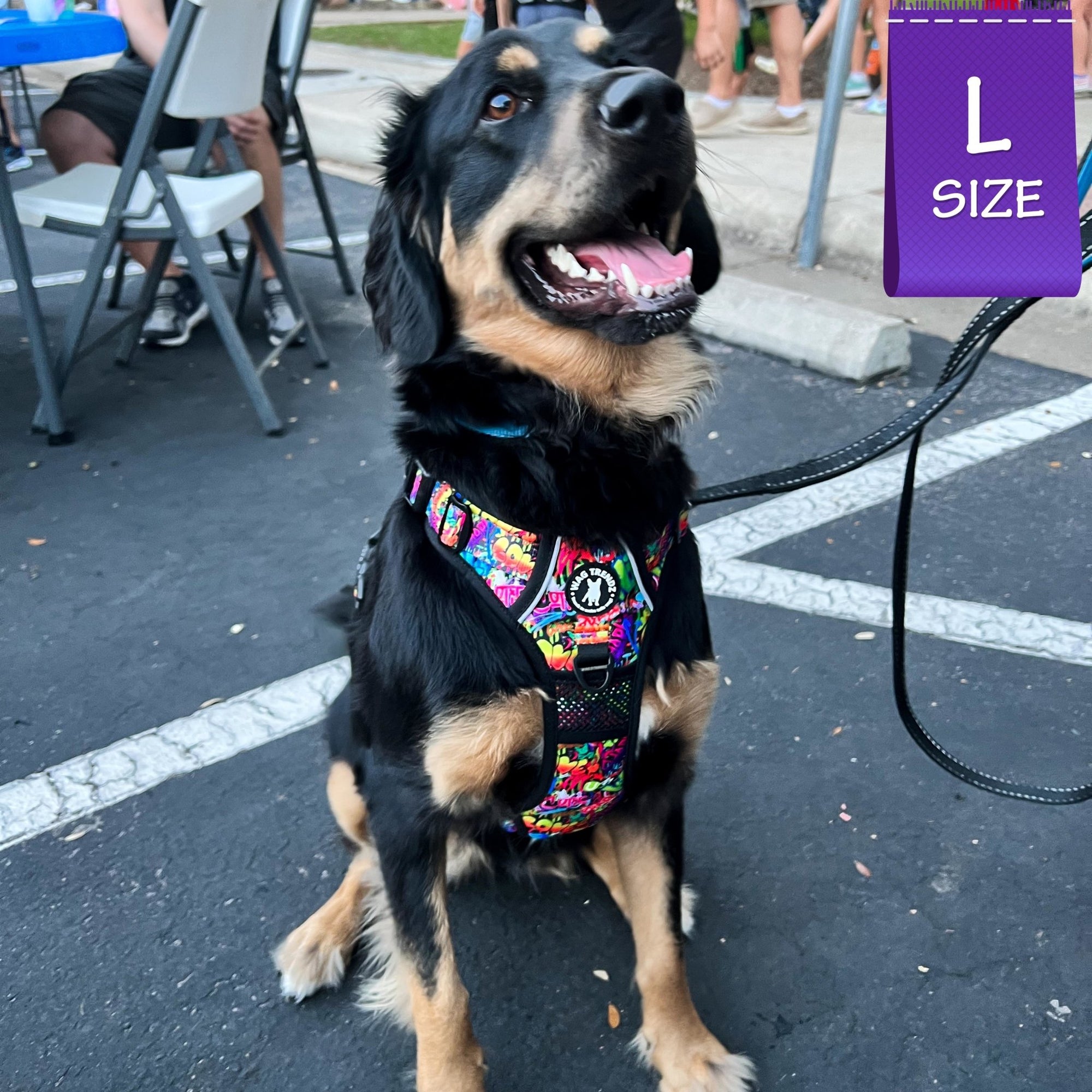 No Pull Dog Harness - with Handle - Bernese Mountain dog wearing multi-colored Street Graffiti no pull dog harness - sitting outdoors on asphalt - Wag Trendz