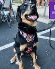 No Pull Dog Harness - with Handle - Bernese Mountain dog wearing multi-colored Street Graffiti no pull dog harness - sitting outdoors on asphalt - Wag Trendz