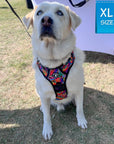 No Pull Dog Harness - with Handle - Lab dog wearing multi-colored Street Graffiti no pull dog harness - sitting outdoors in the grass - Wag Trendz