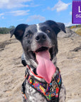 No Pull Dog Harness - with Handle - black and white mix breed dog wearing multi colored Street Graffiti no pull dog harness - siting outdoors on rock with a blue sky in the background - Wag Trendz