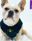 Dog T-Shirt - French Bulldog wearing "Bee Kind" Dog T-shirt - black t-shirt with swarming bee emoji in yellow on front against solid white background - Wag Trendz