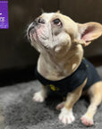 Dog T-Shirt - French Bulldog wearing "Bee Kind" Dog T-shirt - black t-shirt with swarming bee emoji in yellow on front = sitting indoors begging - Wag Trendz