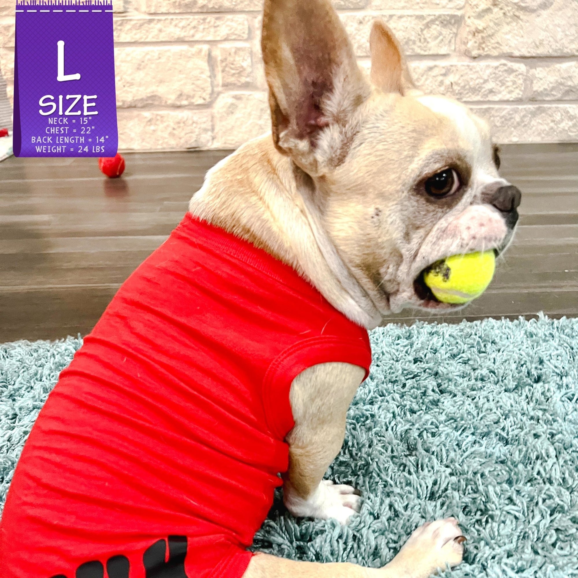 Dog T-Shirt - French Bulldog wearing &quot;Bruh&quot; dog t-shirt in Red - back view with BRUH spelled in black on red t-shirt - sitting indoors on a teal rug with a yellow tennis ball in mouth - Wag Trendz