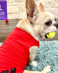 Dog T-Shirt - French Bulldog wearing "Bruh" dog t-shirt in Red - back view with BRUH spelled in black on red t-shirt - sitting indoors on a teal rug with a yellow tennis ball in mouth - Wag Trendz