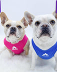 Dog T-Shirt - French Bulldogs wearing a blue and a pink "Happy Camper" dog t-shirt - with campfire emoji on chest in white - against solid white background - Wag Trendz