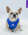 Dog T-Shirt - French Bulldog wearing a blue "Happy Camper" dog t-shirt - with campfire emoji on chest in white - against solid white background - Wag Trendz