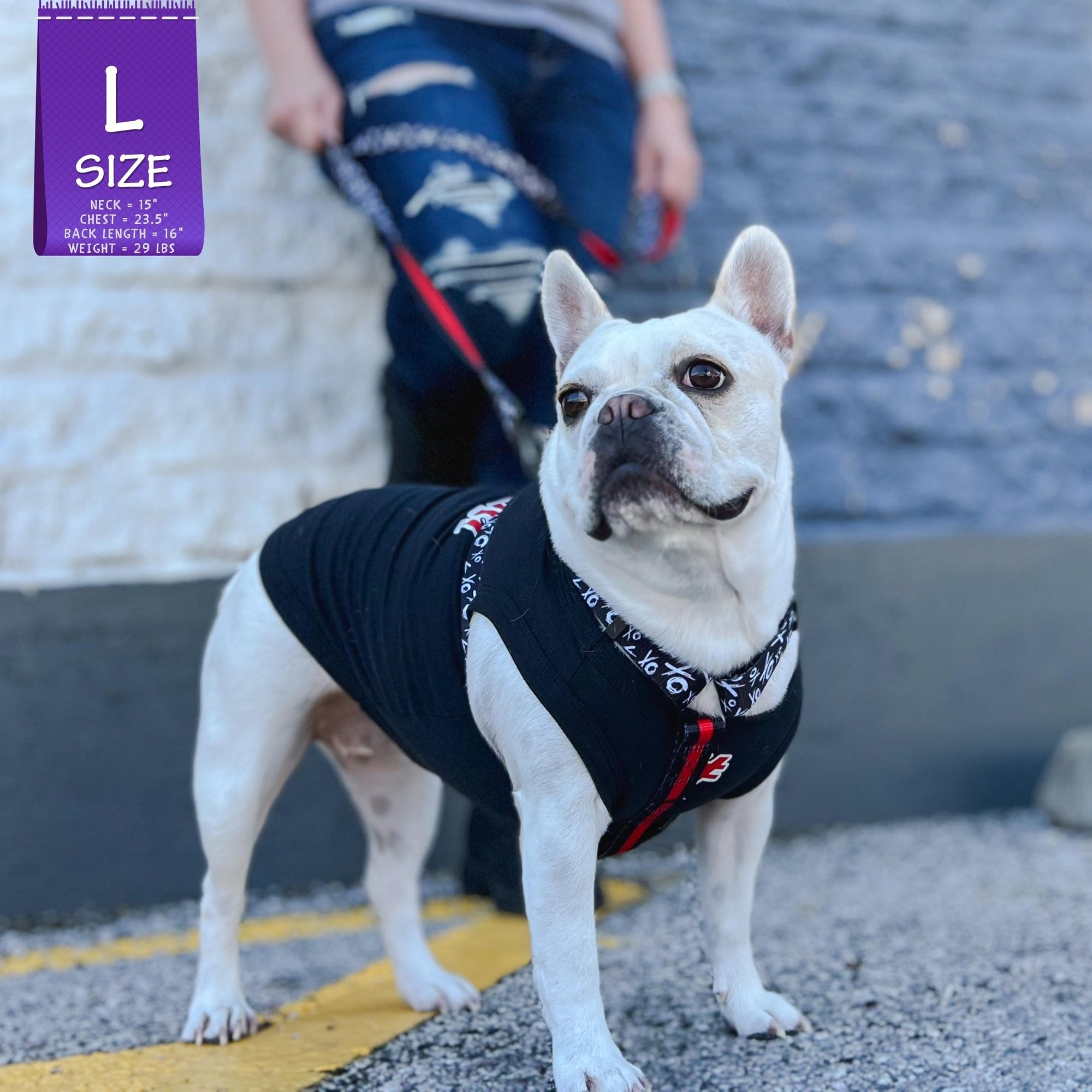 Dog T-Shirt - French Bulldog wearing &quot;Sorry Not Sorry&quot; black dog t-shirt with red and white hashtag emoji on chest and red and white lettering on back - standing outdoors in a parking lot wearing XO H harness and matching leash in black, white and red - Wag Trendz