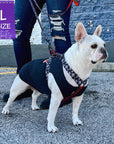 Dog T-Shirt - French Bulldog wearing "Sorry Not Sorry" black dog t-shirt with red and white hashtag emoji on chest and red and white lettering on back - standing outdoors in a parking lot wearing XO H harness and matching leash in black, white and red - Wag Trendz