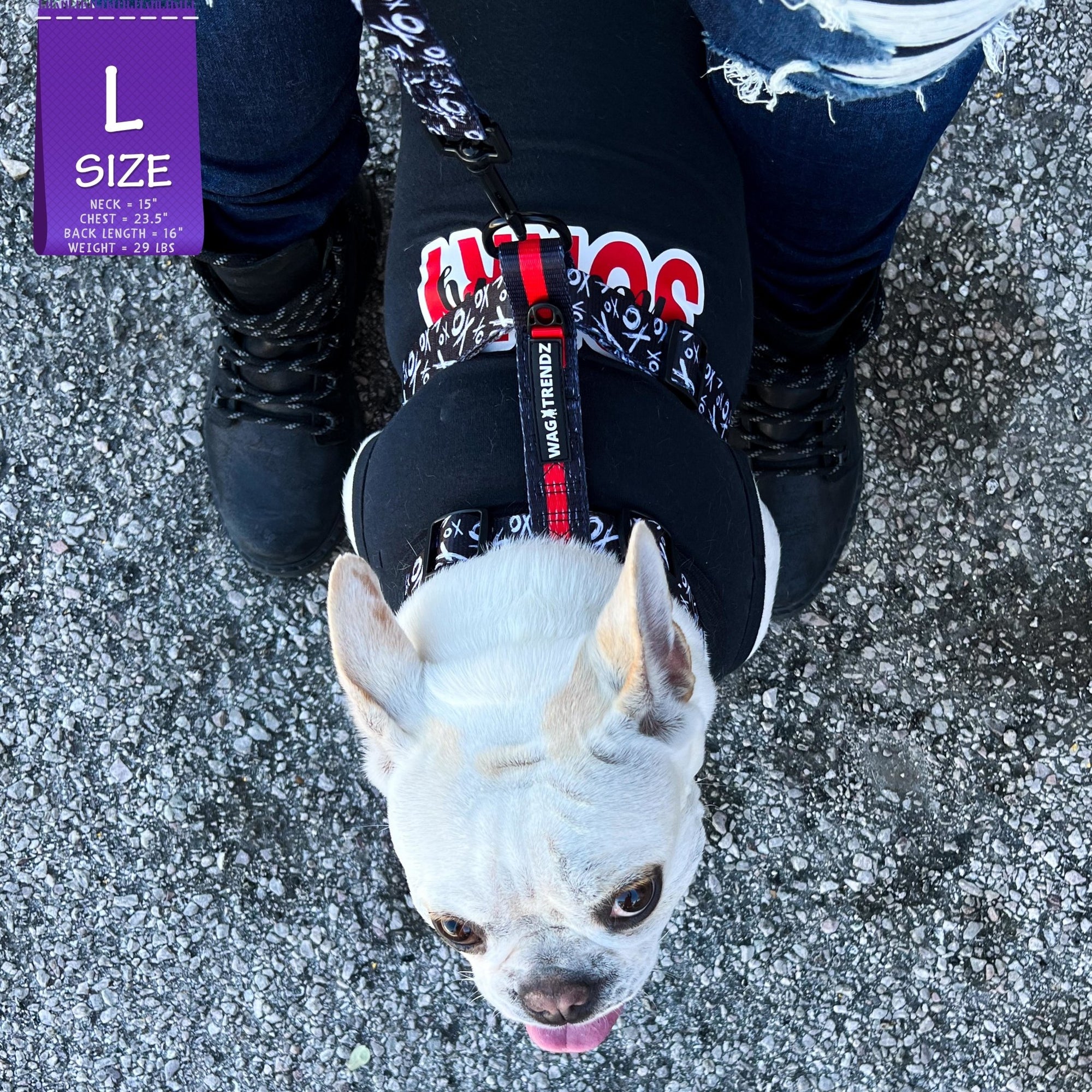 Dog T-Shirt - French Bulldog wearing &quot;Sorry Not Sorry&quot; black dog t-shirt with red and white lettering on back - standing outdoors in a parking lot wearing XO H harness and matching leash in black, white and red - Wag Trendz
