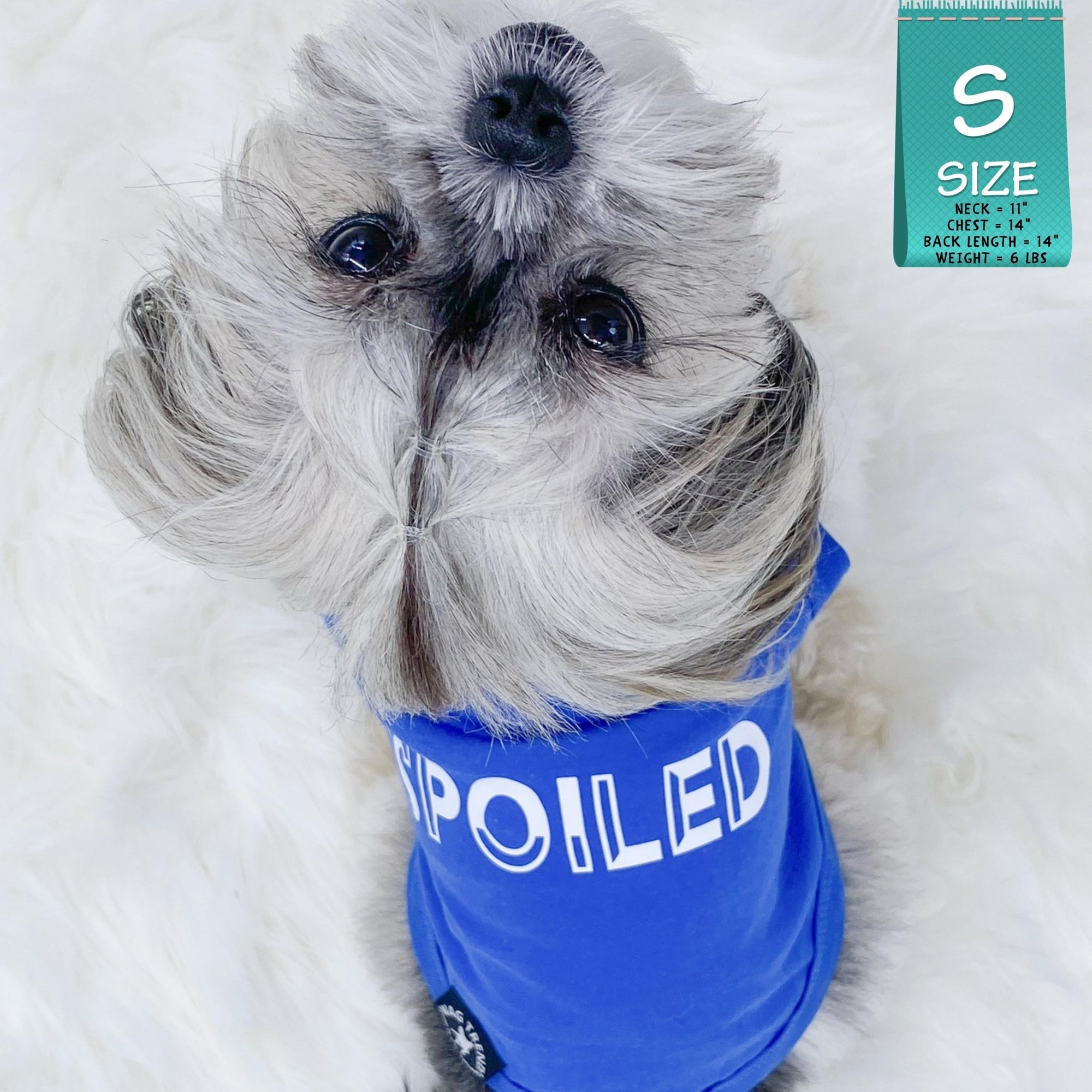 Dog T-Shirt - Shih Tzu mix wearing &quot;Spoiled&quot; dog t-shirt in royal blue with a SPOILED lettering in white - against solid white background - Wag Trendz