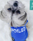 Dog T-Shirt - Shih Tzu mix wearing "Spoiled" dog t-shirt in royal blue with a SPOILED lettering in white - against solid white background - Wag Trendz