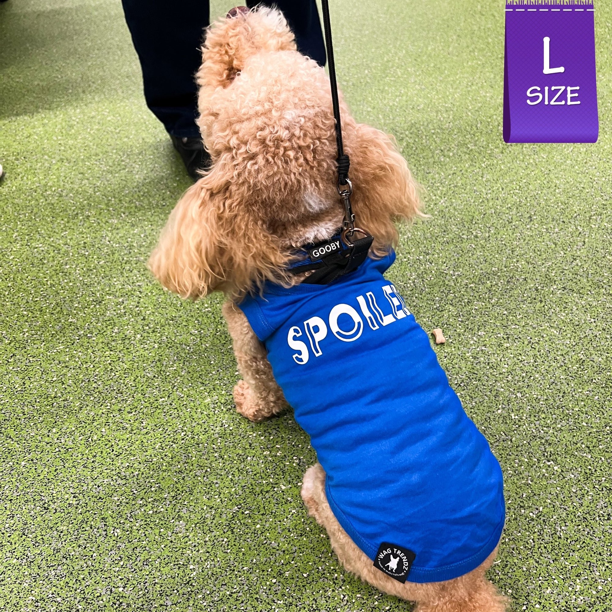 Dog T-Shirt - Poodle dog wearing &quot;Spoiled&quot; dog t-shirt in royal blue with SPOILED lettering in white - against solid white background - Wag Trendz