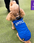 Dog T-Shirt - Poodle dog wearing "Spoiled" dog t-shirt in royal blue with SPOILED lettering in white - against solid white background - Wag Trendz